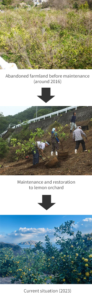 Restoration of Abandoned Farmland into Lemon Orchards